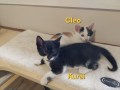 Cleo und Kurai (3)